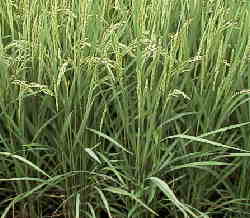 ���������܂�