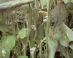 �W���V��