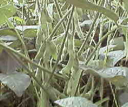 �܂�䰂͂؂�����