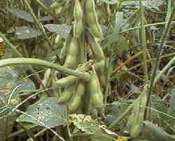 �X���V��