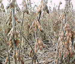 �P�O���P�P��