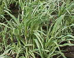 �V���P�V���@���`�L�r