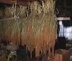 �A���̊���