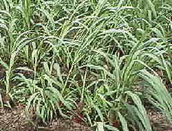 �V���P�V���@���`�A��