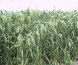 �W���P�R��