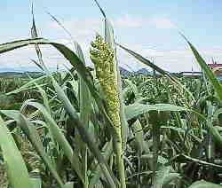 �W���P�R��