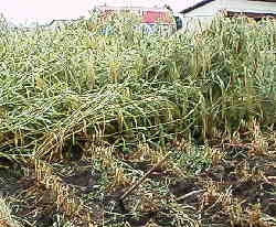 �L�r�̊�����