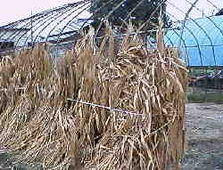 �L�r�̊���