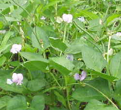 ８月１０日黒小豆の花
