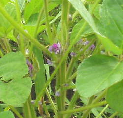 ８月１０日、黒豆の花