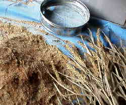 �A���̒E��