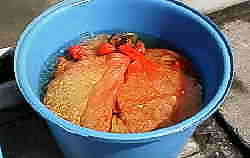 ���`�Ă̎�