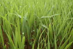 ����͒ǔ��̎p