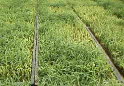 �������[�A�ǂ������ł����Ă���[