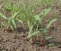 �������̓A���B�L�r���ׂ߂Ōs���Ԃ�