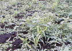 �����܂���ĂȂ���ŁA����ȏ����B�G���Ƌ�ʂ��t���Ȃ��`