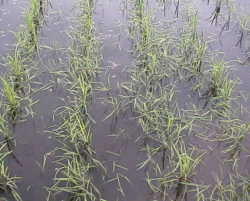 �q�G�`�A�q�G���C�l��ǂ��z���Ă��܂��`�B