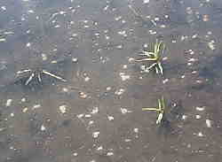 �L�@�y���b�g�u�V�˕Ă̗Ɓv 