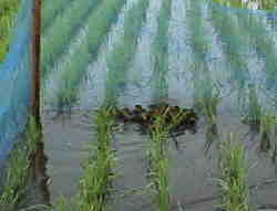 �J���͌Q������Ĉړ����܂��B