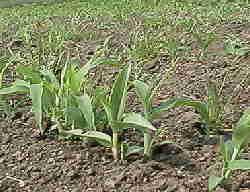 ����̓L�r�B���̕ӂ̎G���Ƌ�ʂ��t���Ȃ��您