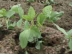 �V���Q���̑哤