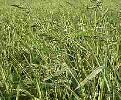 �L�@�͔|�ЂƂ߂ڂ�