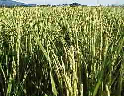 �L�@�͔|�ЂƂ߂ڂ�