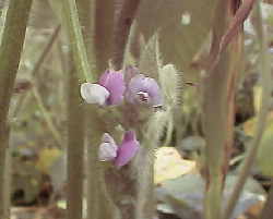 大豆の花