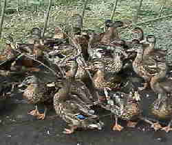 ��l�ɂȂ����}�K��