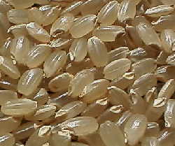 ���������܂��̌���