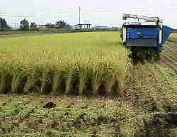 �R���o�C���Ŋ�����