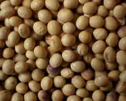 ���N�̑哤�͂�������