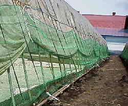 �X�Y���悯�A���̓J���̈͂�