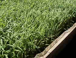 �v�[���c�͏���