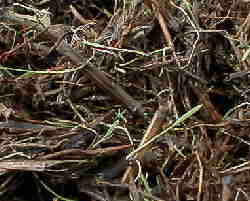 �G���̉肪�����Ă���