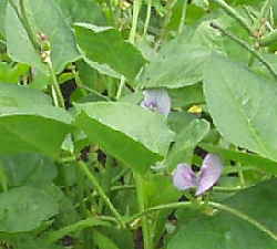 黒小豆の花