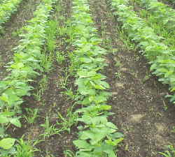 培土前の大豆