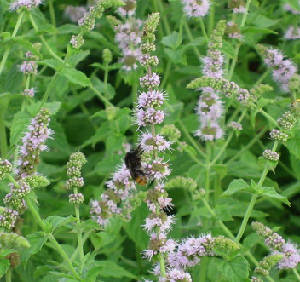 ミントの花にミツバチ