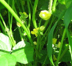 小豆の花